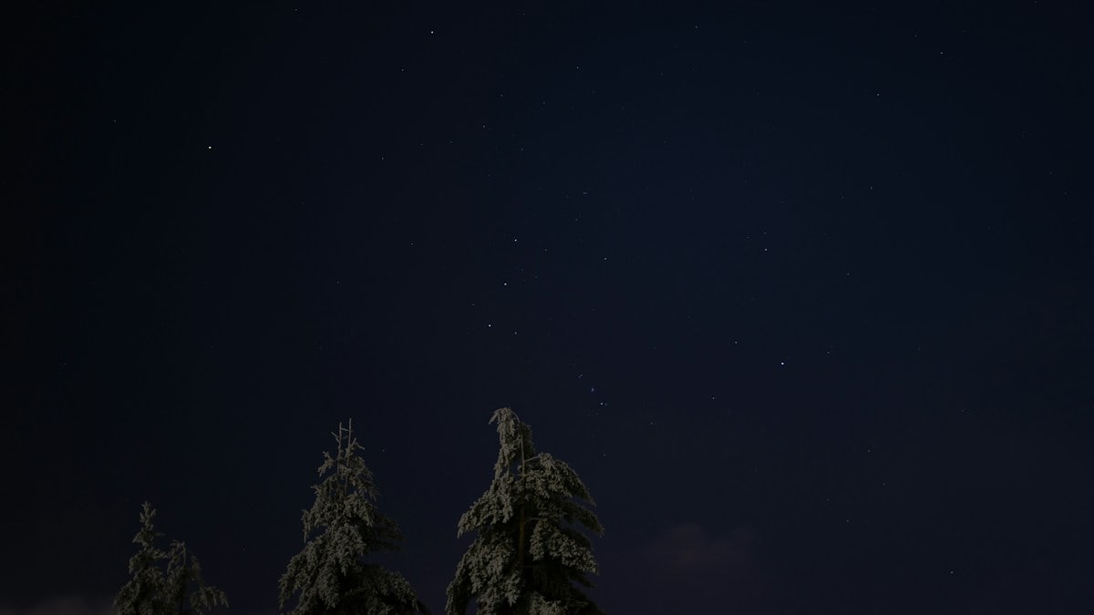 Tree tops with stars overhead